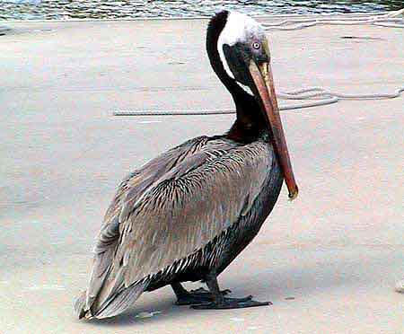 Marco Island Floride Everglades