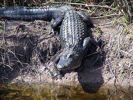 Everglades crocodile de floride
