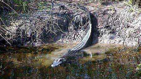 Everglades crocodile de floride