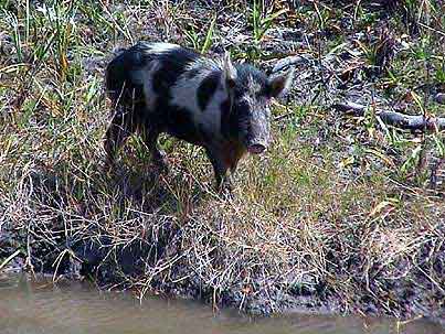 Everglades cochon sauvage de Floride