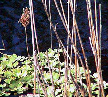 Everglades  Floride