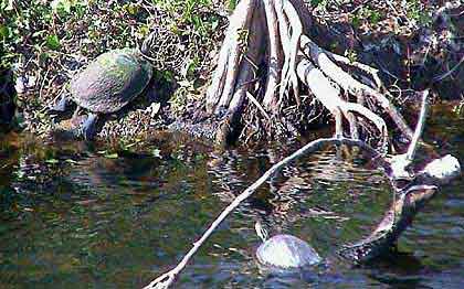 Everglades tortue de Floride