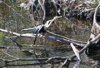 aigrette de Floride