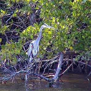 Everglades City  Floride