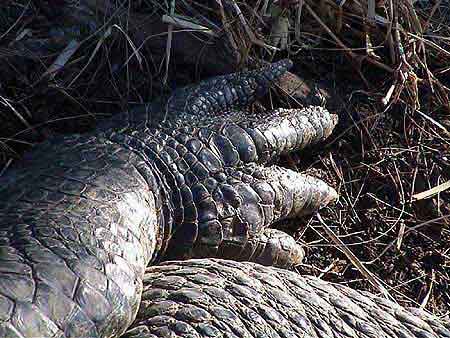 Everglades City  Floride