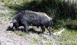 Everglades cochon sauvage de Floride