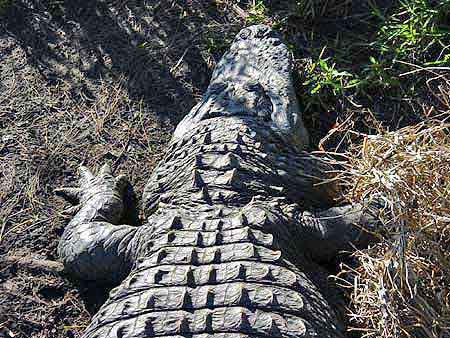 alligator de Floride Everglades 
