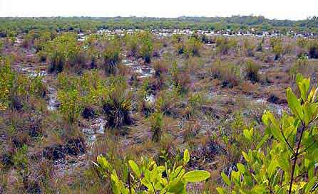 Everglades  Floride