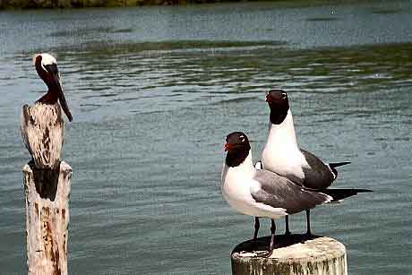 Everglades  Floride