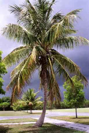 Everglades  Floride