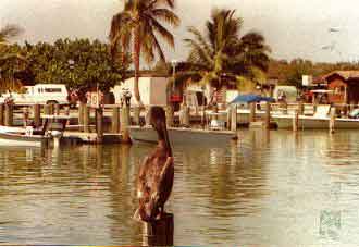 Everglades  Floride