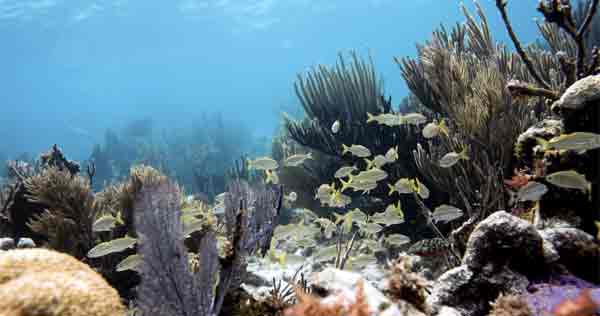 florida state park snorkeking