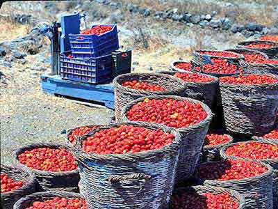 santorin récolte de tomates