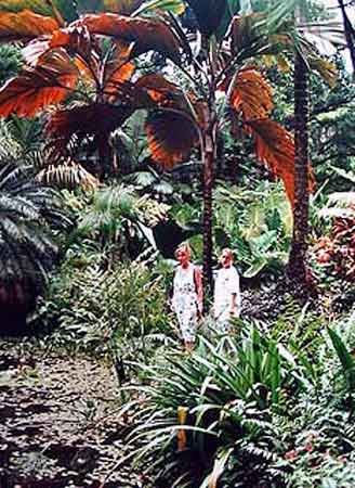 Big Island jardin botanique  Hawaii