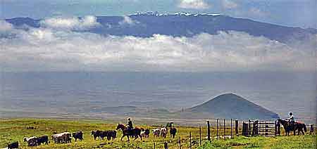 parker ranch Big island Hawaii