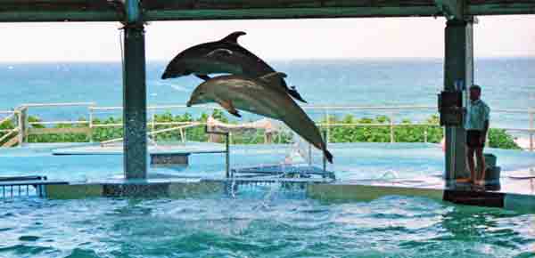 Sea life park Ohau  Hawaii