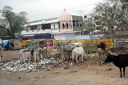 Agra animaux vagabonds