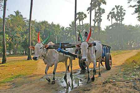 Inde Tamil Nadu de Trichy à Tanjore 