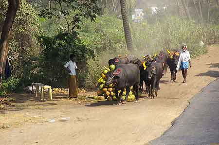 Inde Tamil Nadu Trichy 