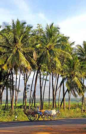 Inde du sud scnes  vie quotidienne  