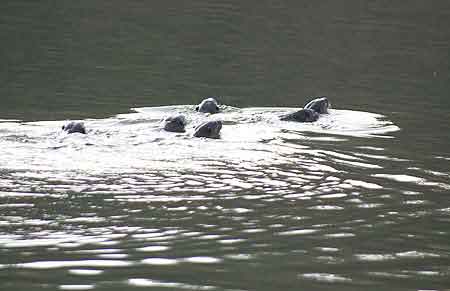 Inde parc national de Periyar 