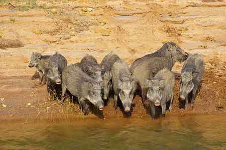 Inde parc national de Periyar 