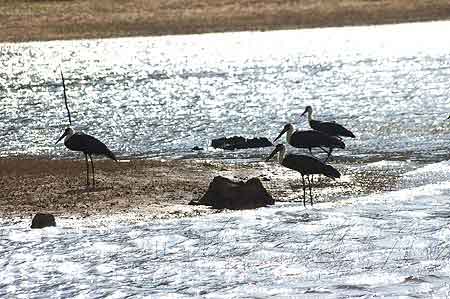 Inde parc national de Periyar 