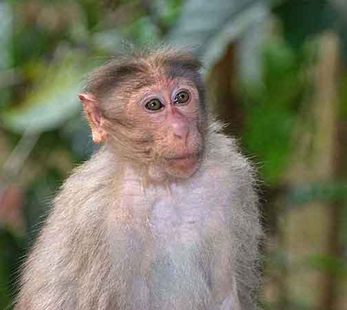 Inde parc national de Periyar 