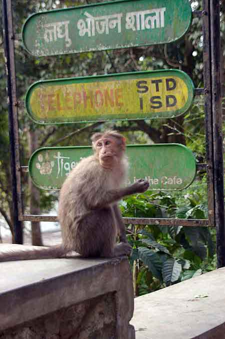 Inde parc national de Periyar 