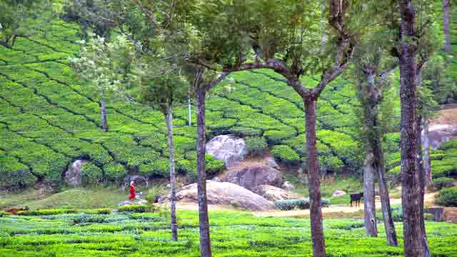 Inde Kerala environs de  Munnar, monts Nilgiri   