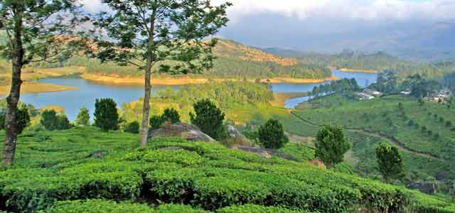 Inde Kerala environs de  Munnar, monts Nilgiri   
