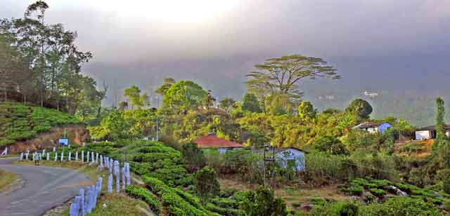 Inde Kerala environs de  Munnar, monts Nilgiri   