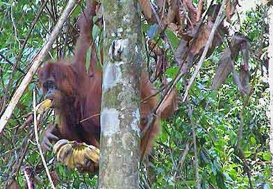 Indonesie Bukit lawang Sumatra et  Orang Outans   