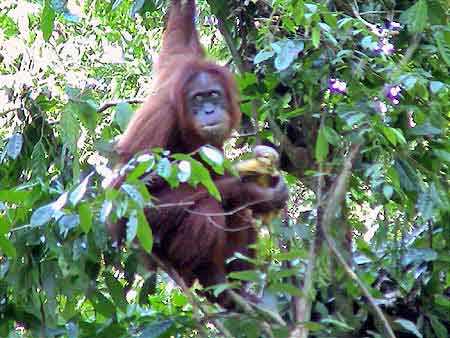 Indonesie Bukit lawang Sumatra et  Orang Outans   