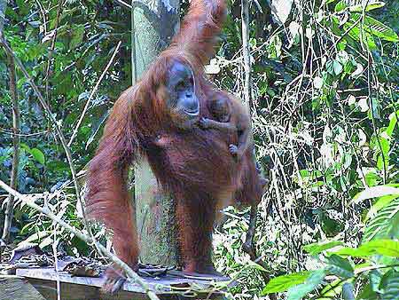 Indonesie Bukit lawang Sumatra et  Orang Outans   