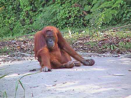 Indonesie Bukit lawang Sumatra et  Orang Outans   