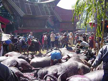 Indonesie Cérémonie funéraire  Tona Toraja  Sulawesi 