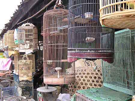 Indonesie marché aux oiseaux Yodjakarta Java 