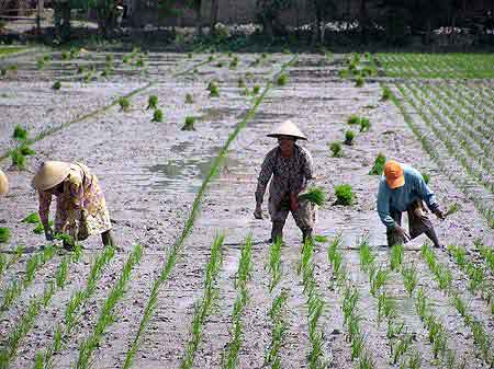 Indonesie route  Java paysages march village