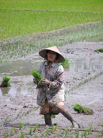 Indonesie route  Java paysages march village