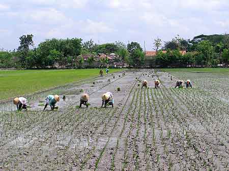 Indonesie route  Java paysages march village