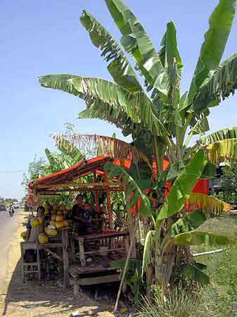 Indonesie  Pays Bugis Sulawesi  