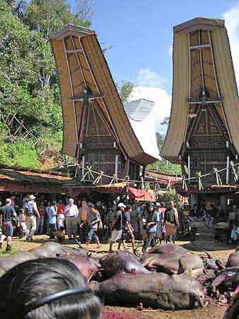 Indonesie Cérémonie funéraire  Tona Toraja  Sulawesi 