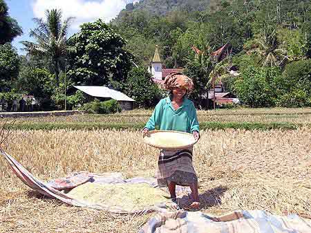 Indonesie les Celebes Tona Toraja  Sulawesi 