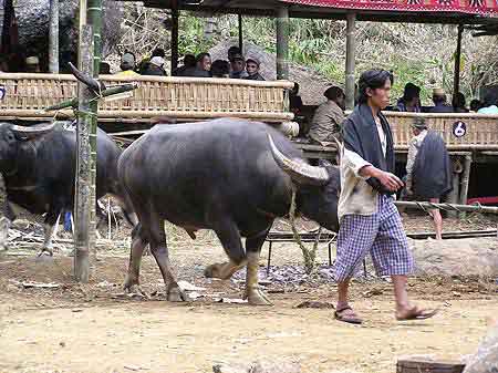 Indonesie Cérémonie funéraire  Tona Toraja  Sulawesi 