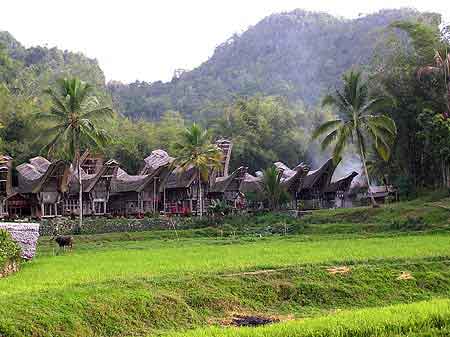 Indonesie les Celebes Tona Toraja  Sulawesi 
