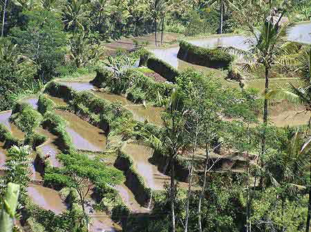 les rizires de Bali