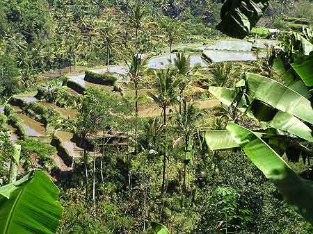 les rizires de Bali