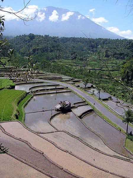 les rizires de Bali