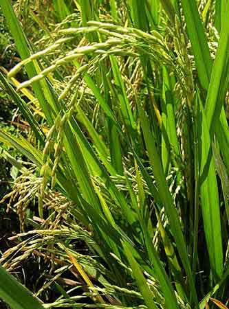 les rizières de Bali